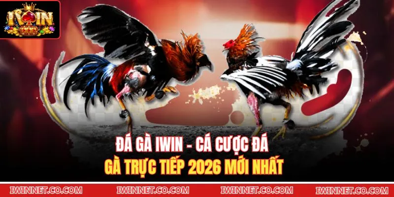 Đá Gà Iwin - Cá Cược Đá Gà Trực Tiếp 2026 Mới Nhất